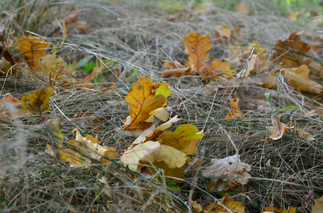 Yellow.