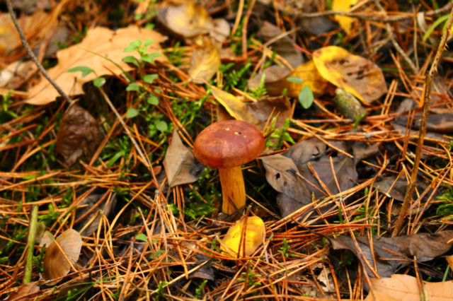 Grzybek