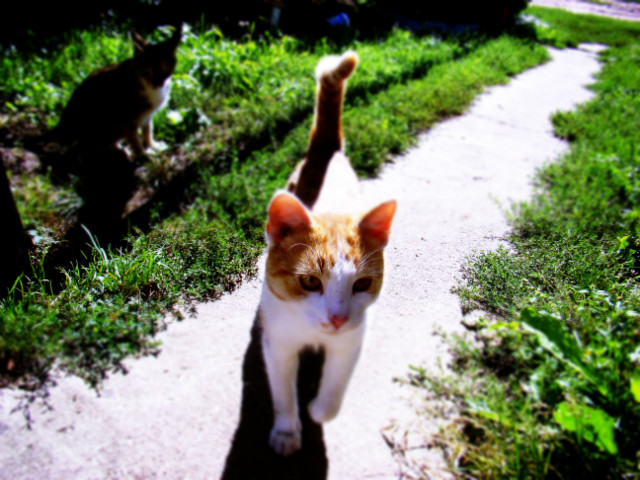 Garfield 
