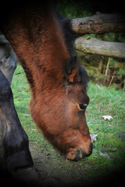 Mj kucyk Pony :**