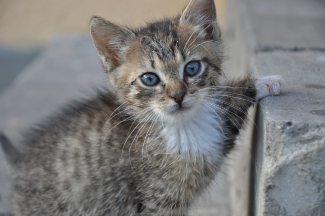 Kitten! 