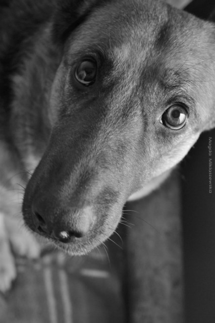 Wpis shepherddogs