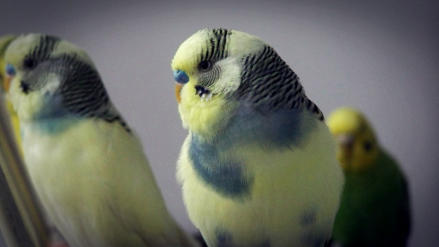 papaparrots