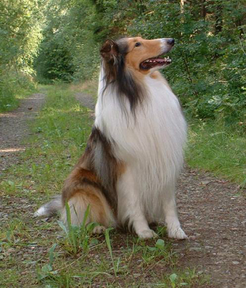 Bartu 