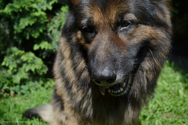 Wpis shepherddogs
