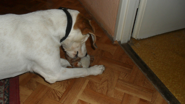 Wpis ilovedogs5