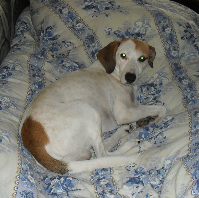 Wpis ilovedogs5