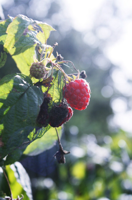 Wpis raspberryland