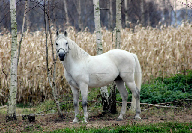 Wpis eos550d