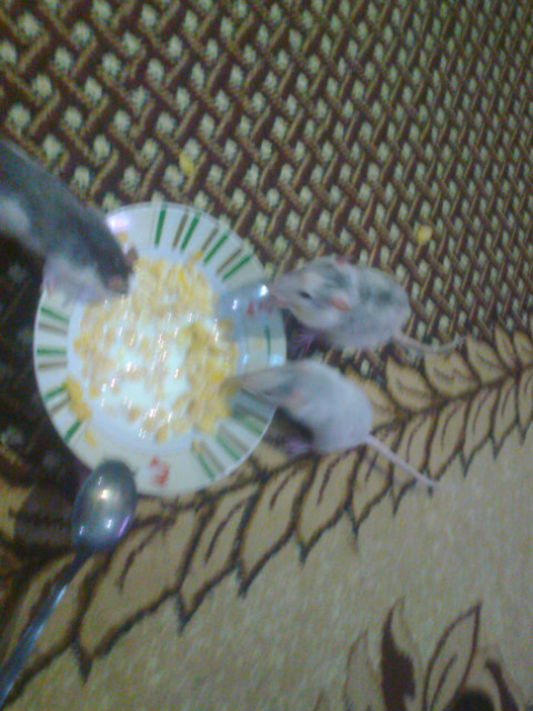 Ciury