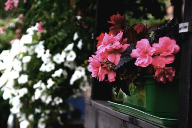 *flowers