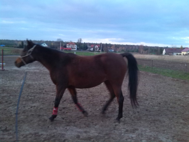 Lowanie 