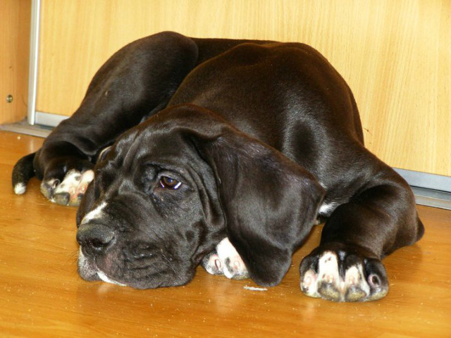 Junior