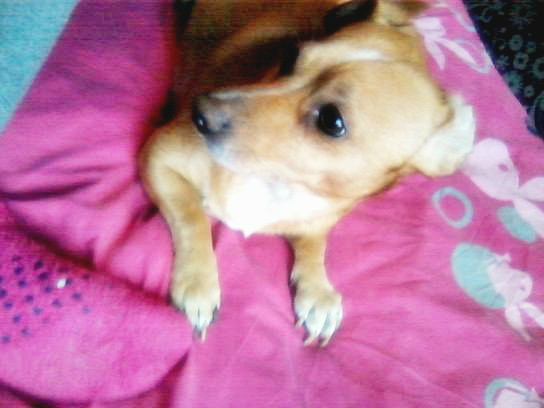 Wpis pinka123456