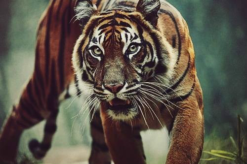 grrrr..... !