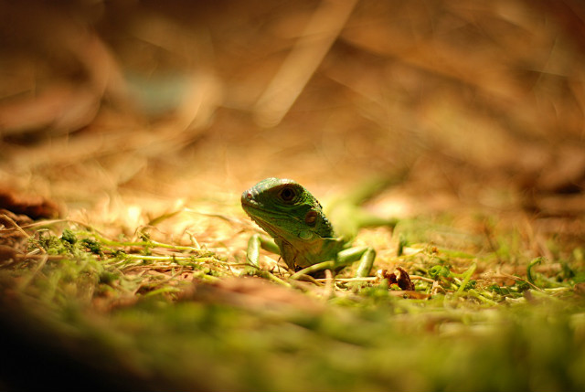 Iguana Iguana