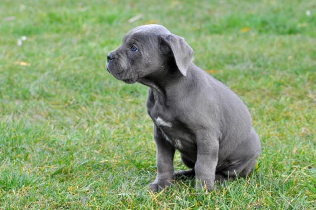 Cane corso