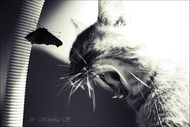 Wpis photodesire