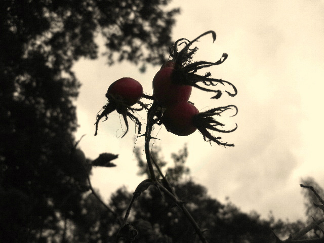 Wpis nataliaxphotography