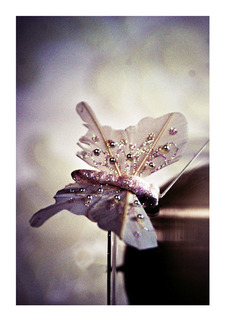 butterfly