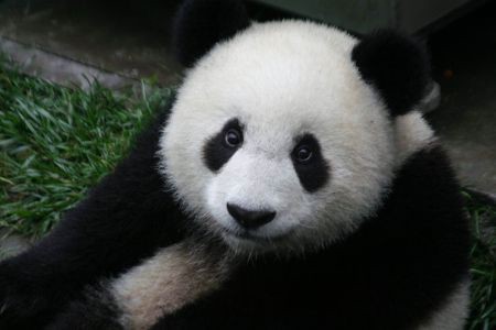 a panda