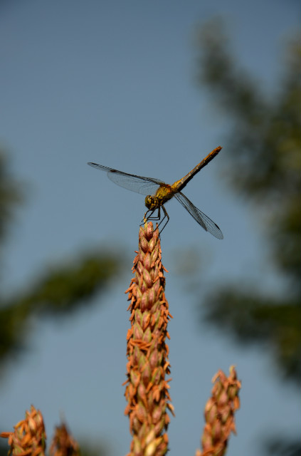 Wpis donnaperfetta