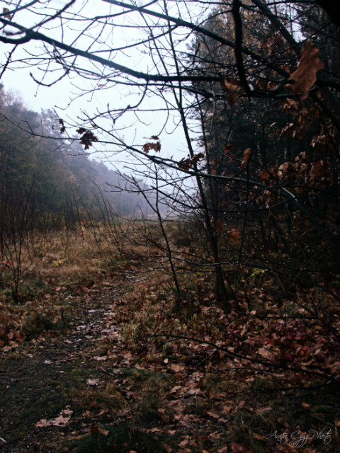 Autumn