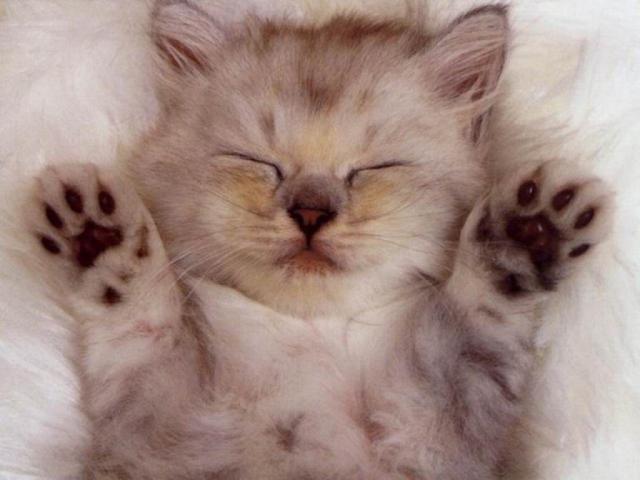 Kicia ;)