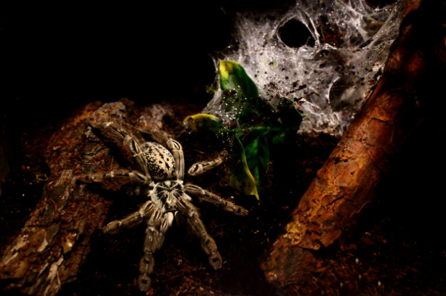 H. Maculata