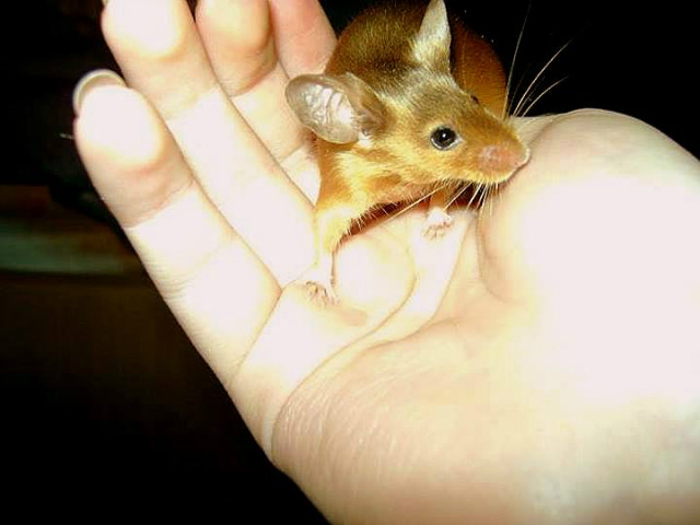 Sablu Foster !