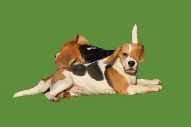 Moje beagle
