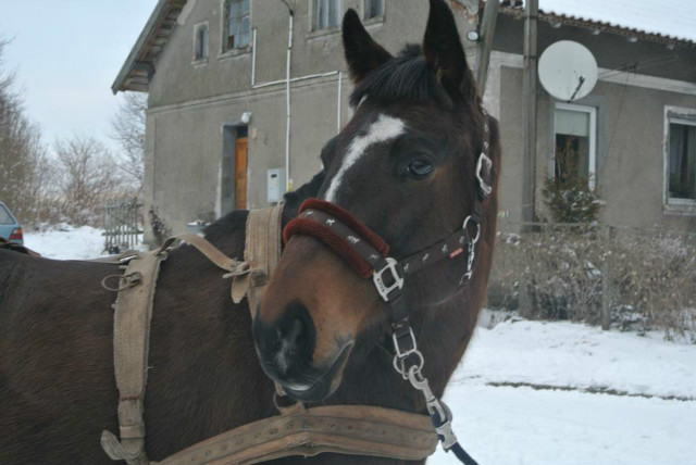 zeszoroczne