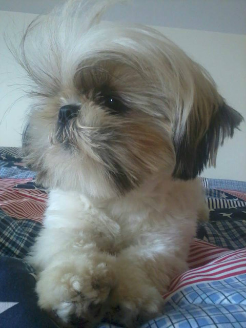Wpis acuteee