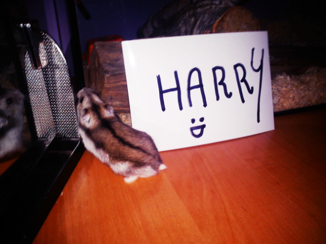 handsomeharry