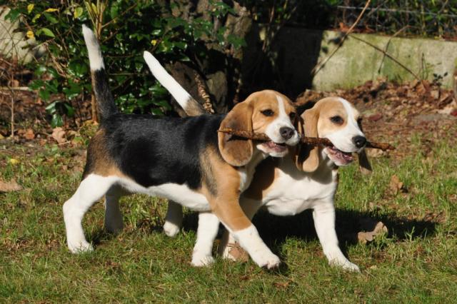 Jesienne beagle