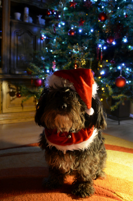 Christmas is coming!