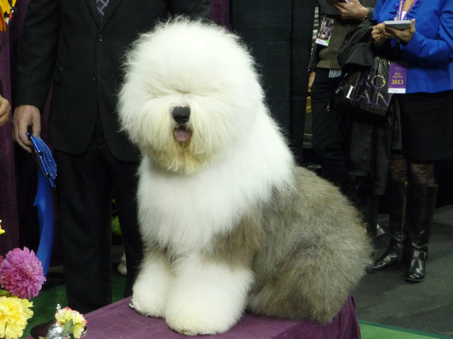 "Nanny dog"