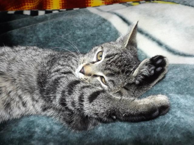 Kociak ^^