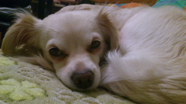 daisy 