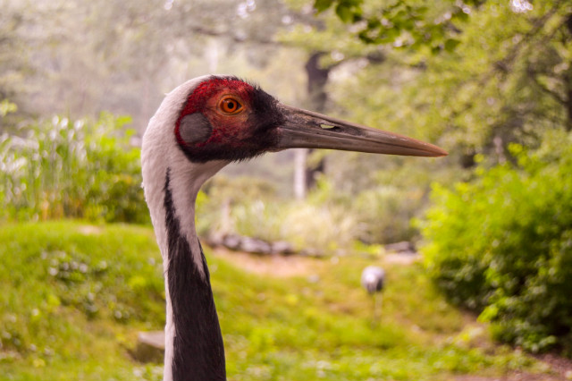 Zoo