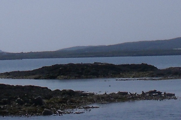 Focza Wyspa