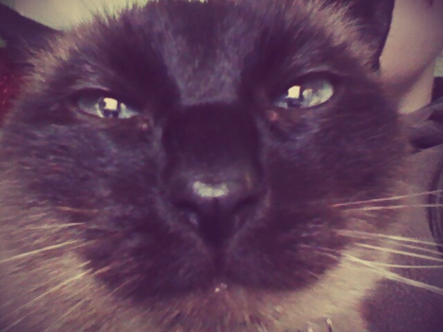 Figa