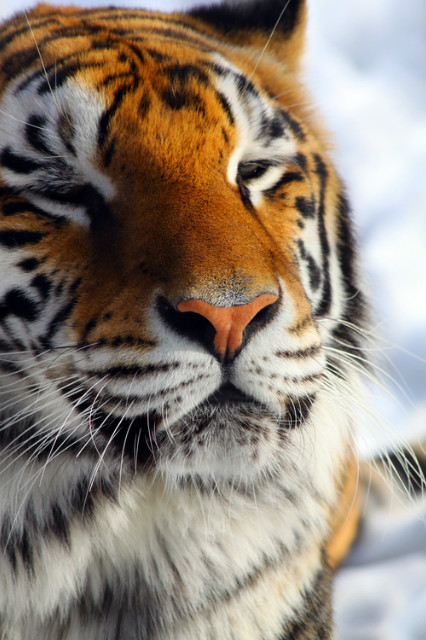 tiger
