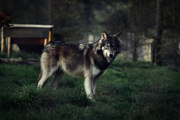wolf 