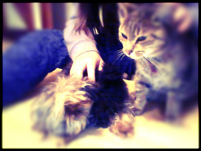 Wpis ilovedogxd
