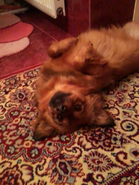 may lisek ;3