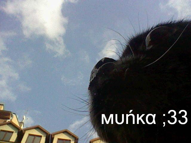 Niku // Muka ;33