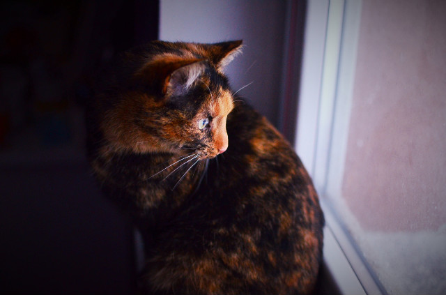 Misia...