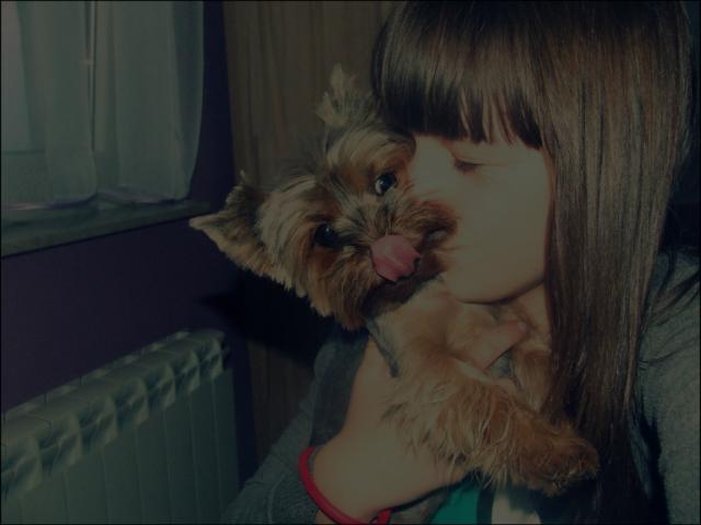 Wpis dajciastttko