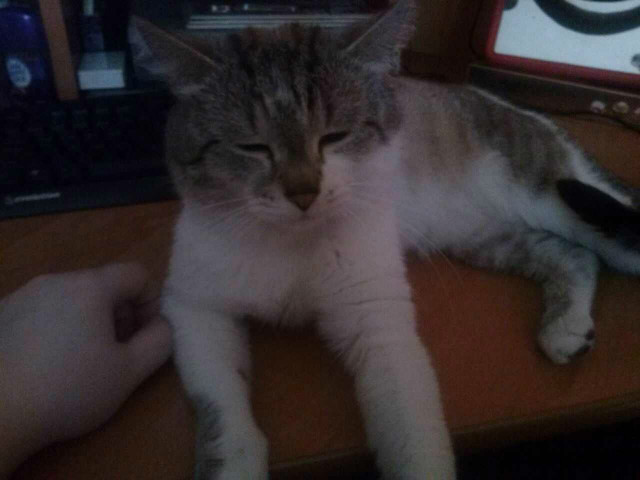 Kiciorek ;)